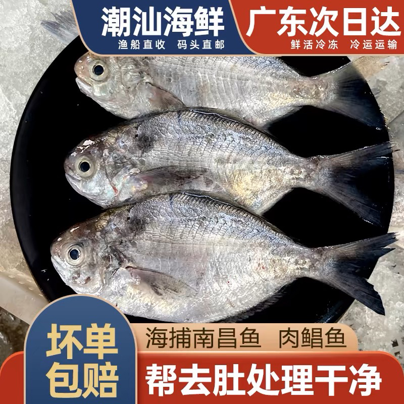 神泉本港乌前5斤广东包邮，一斤5条杀好八两发5包