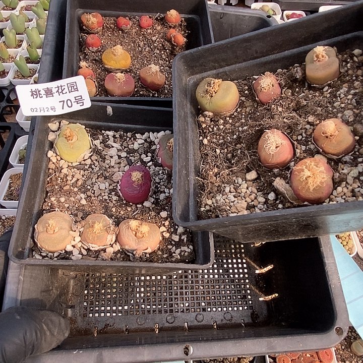 桃喜花园0203-70毛