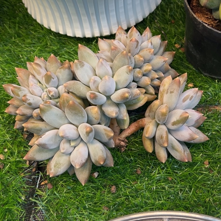 蓝***蓝蓝蓝哥特萝莉一颗带缀