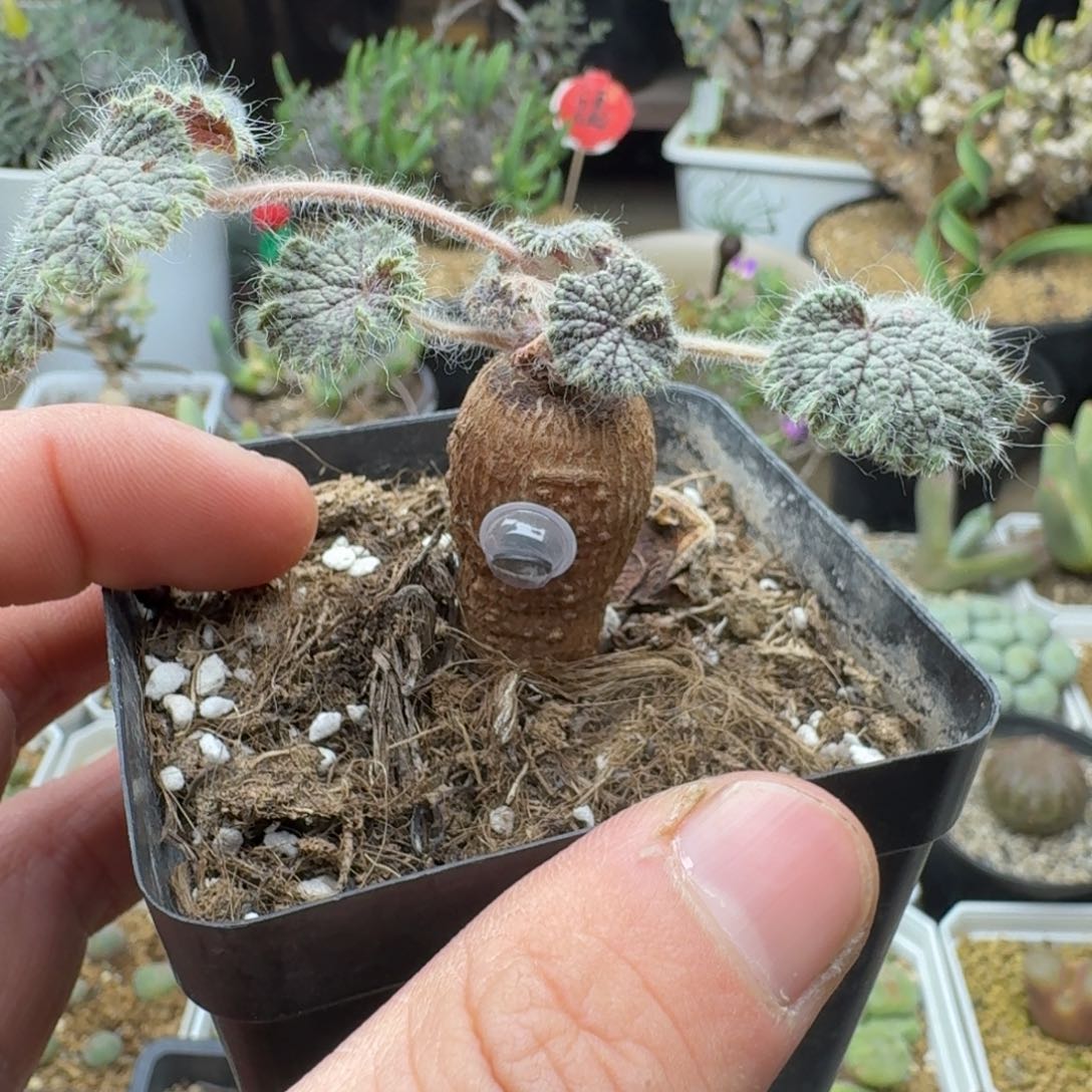 圆叶洋葵多肉。