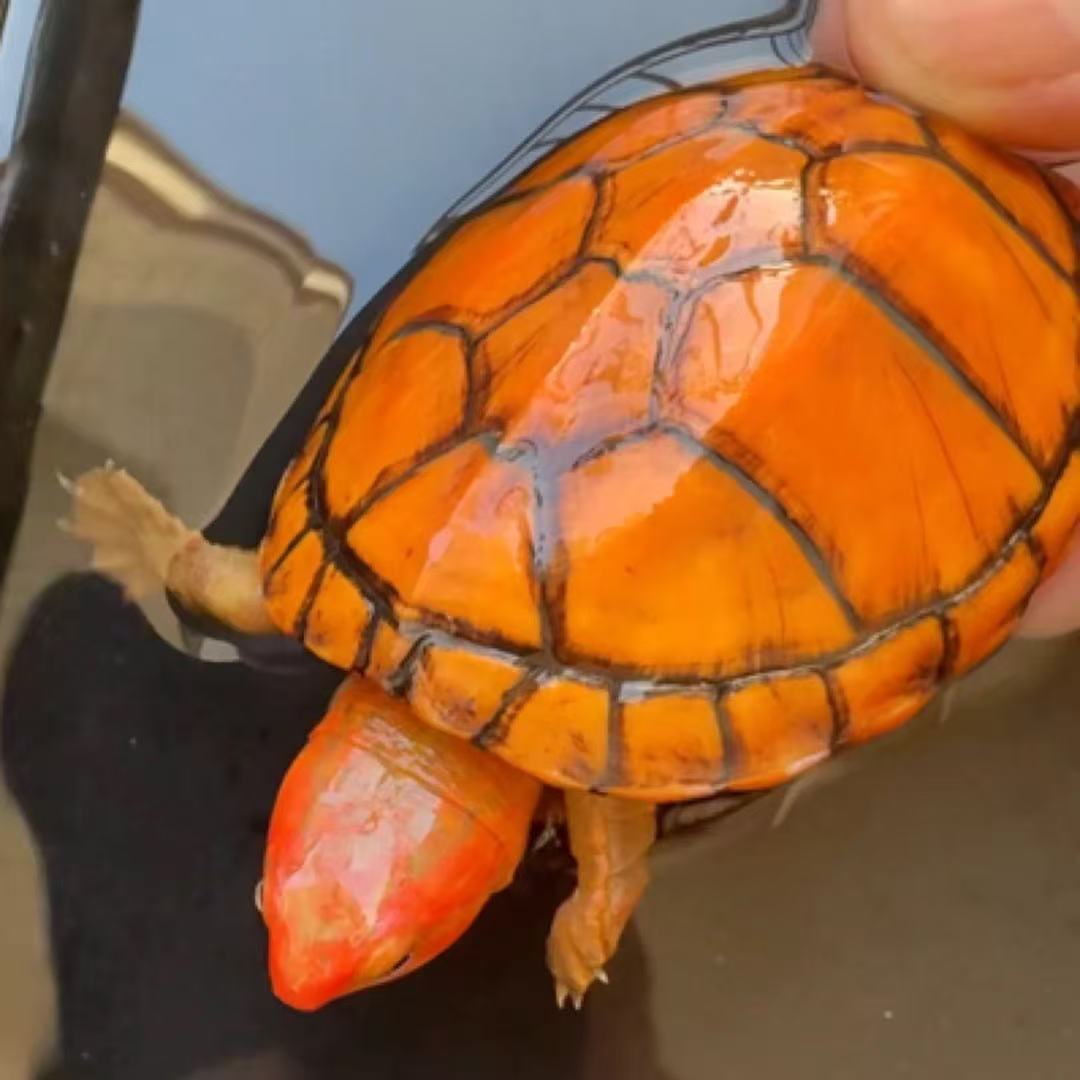 进口红面蛋龟美版红面蛋龟观赏龟鱼缸龟直播挑选