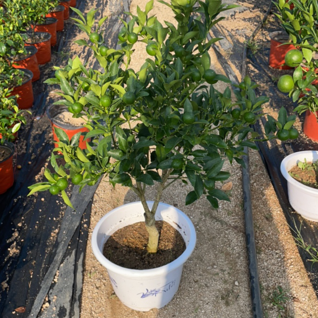 全甜无酸脆皮（有油包）金桔，23盆口直径