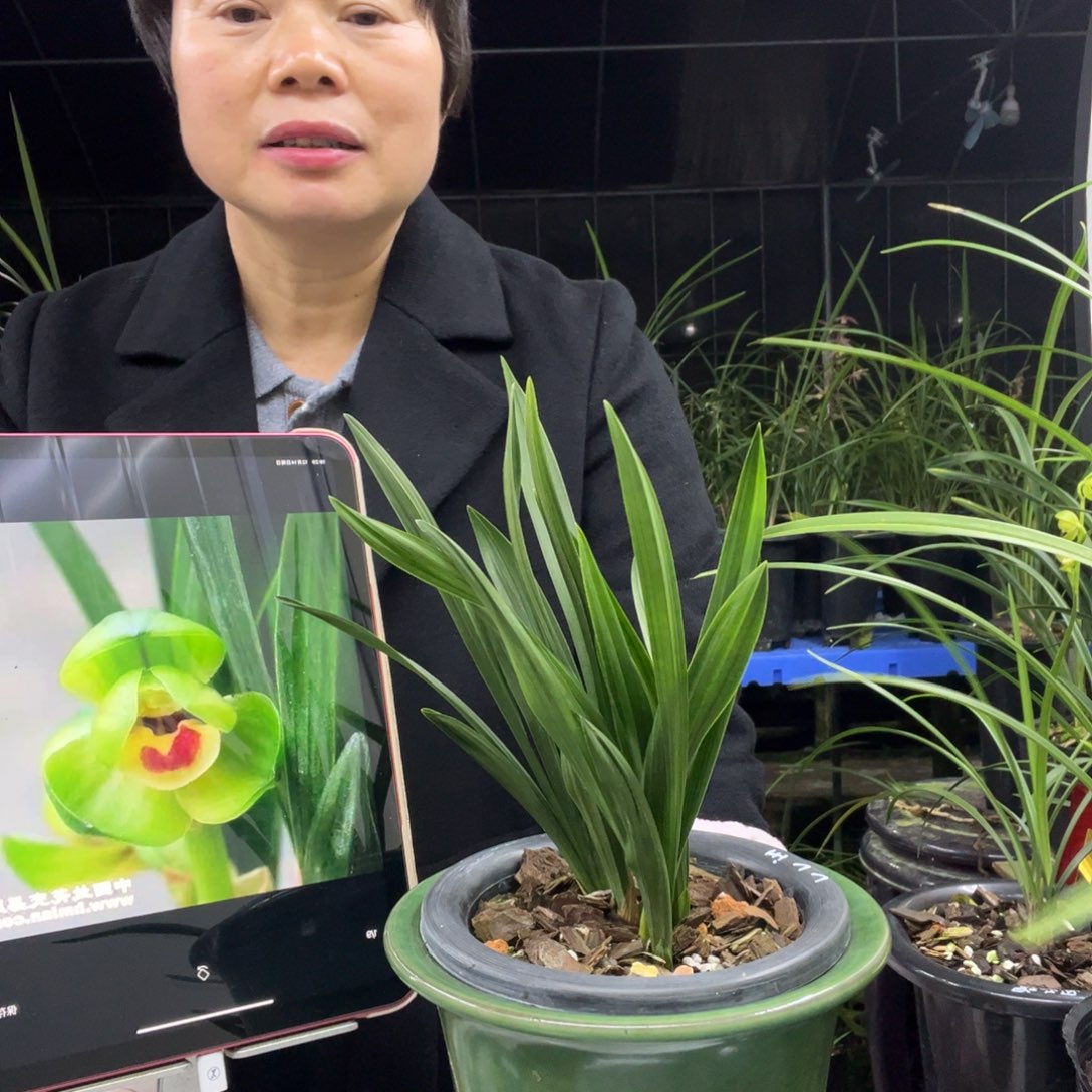 无花朵春兰玉玲珑