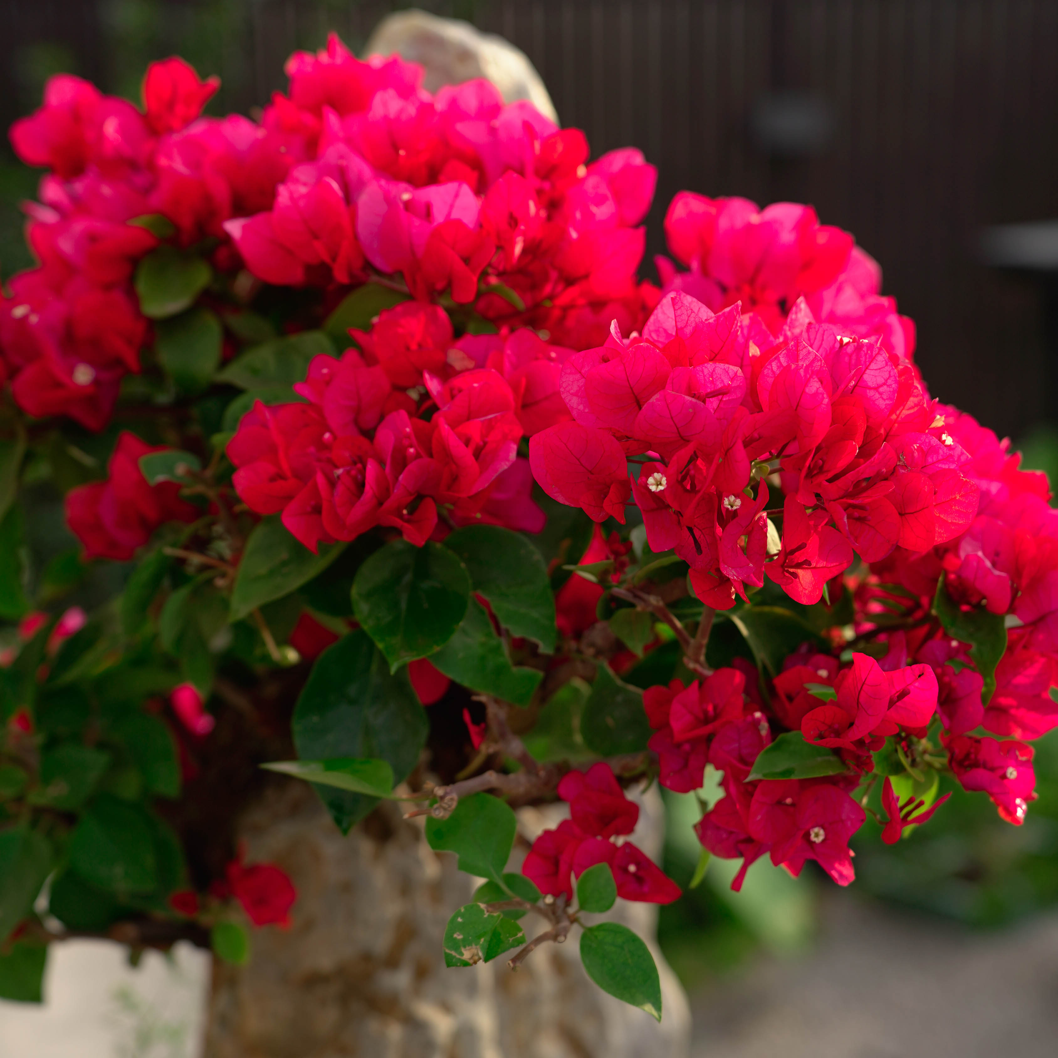 【一物一拍】三角梅多款造型盆景拍【9999】【非直播期间勿拍】