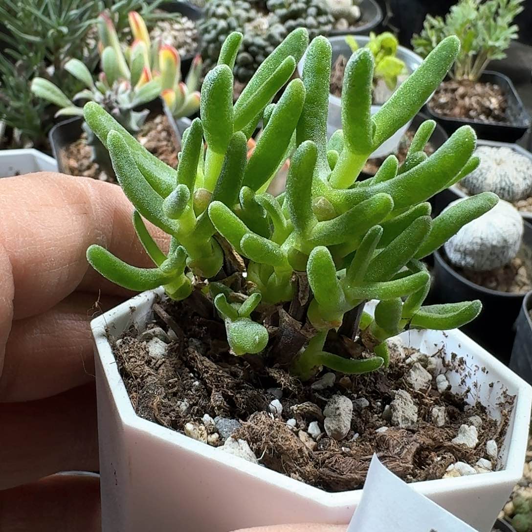 944枝干兔子带盆发货