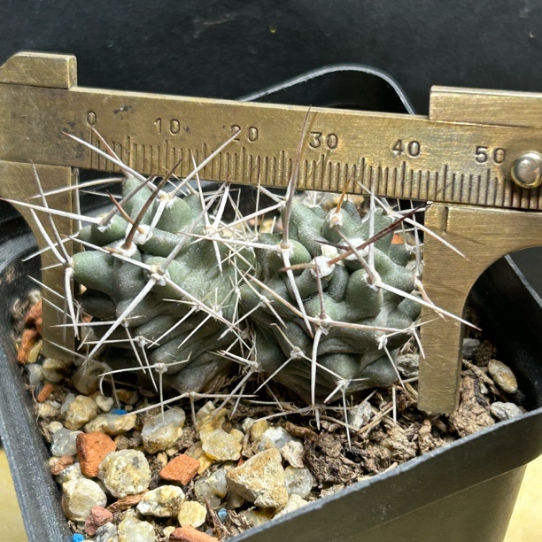 篝火虾双头实生仙人球多肉植物绿植盆栽花卉龙舌兰十二卷