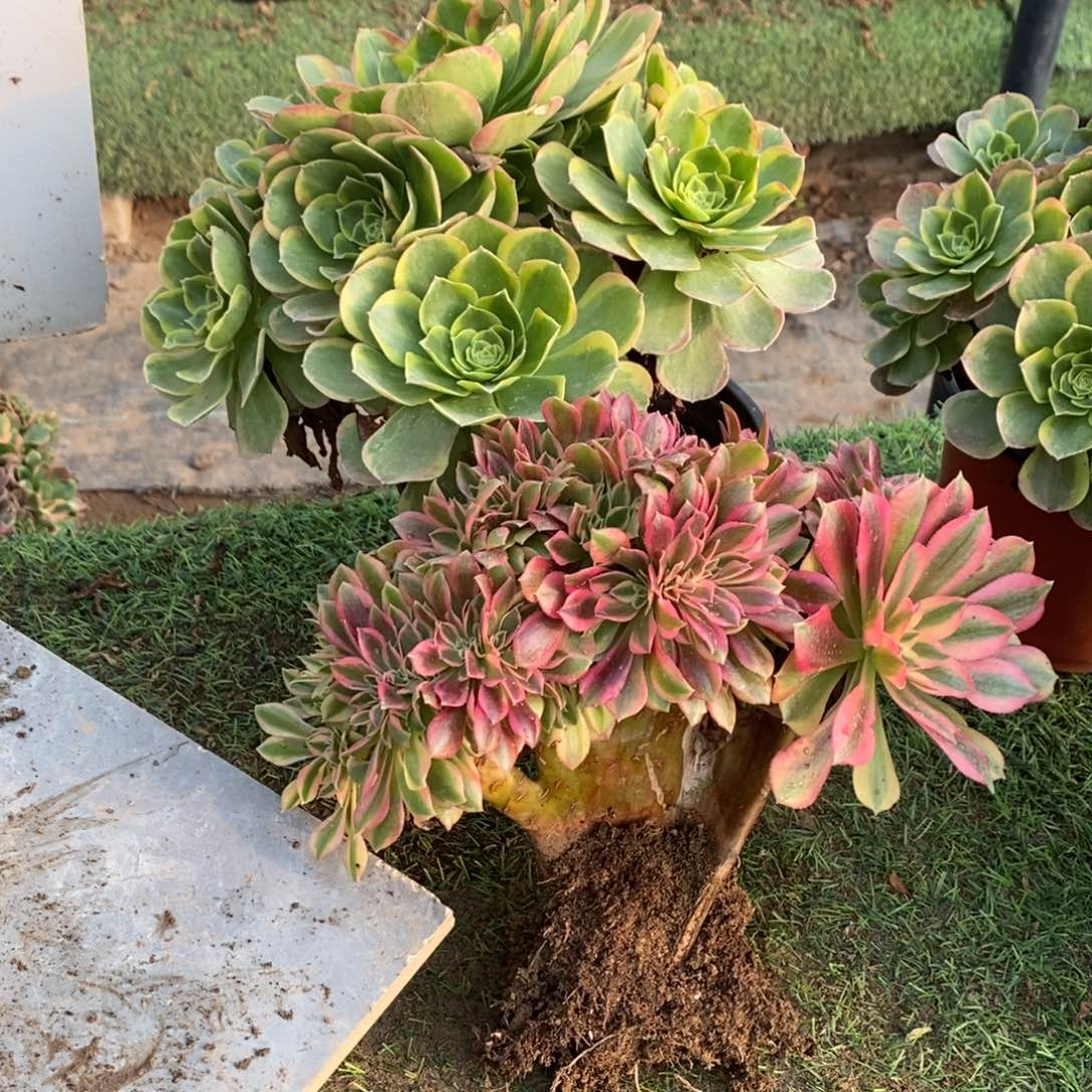 梦幻七彩➕奶白1颗多肉