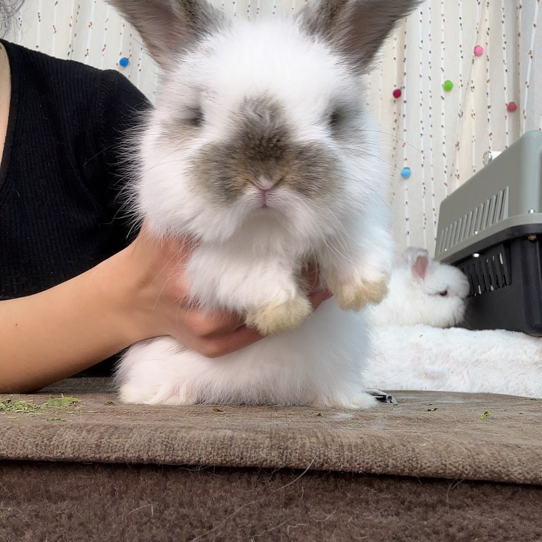 碎斑妹妹安哥拉兔