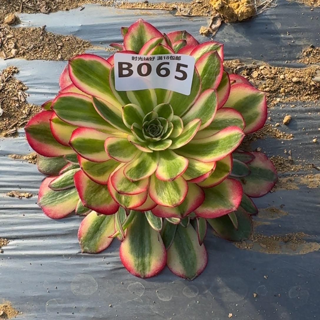 春*065荔枝多肉植物