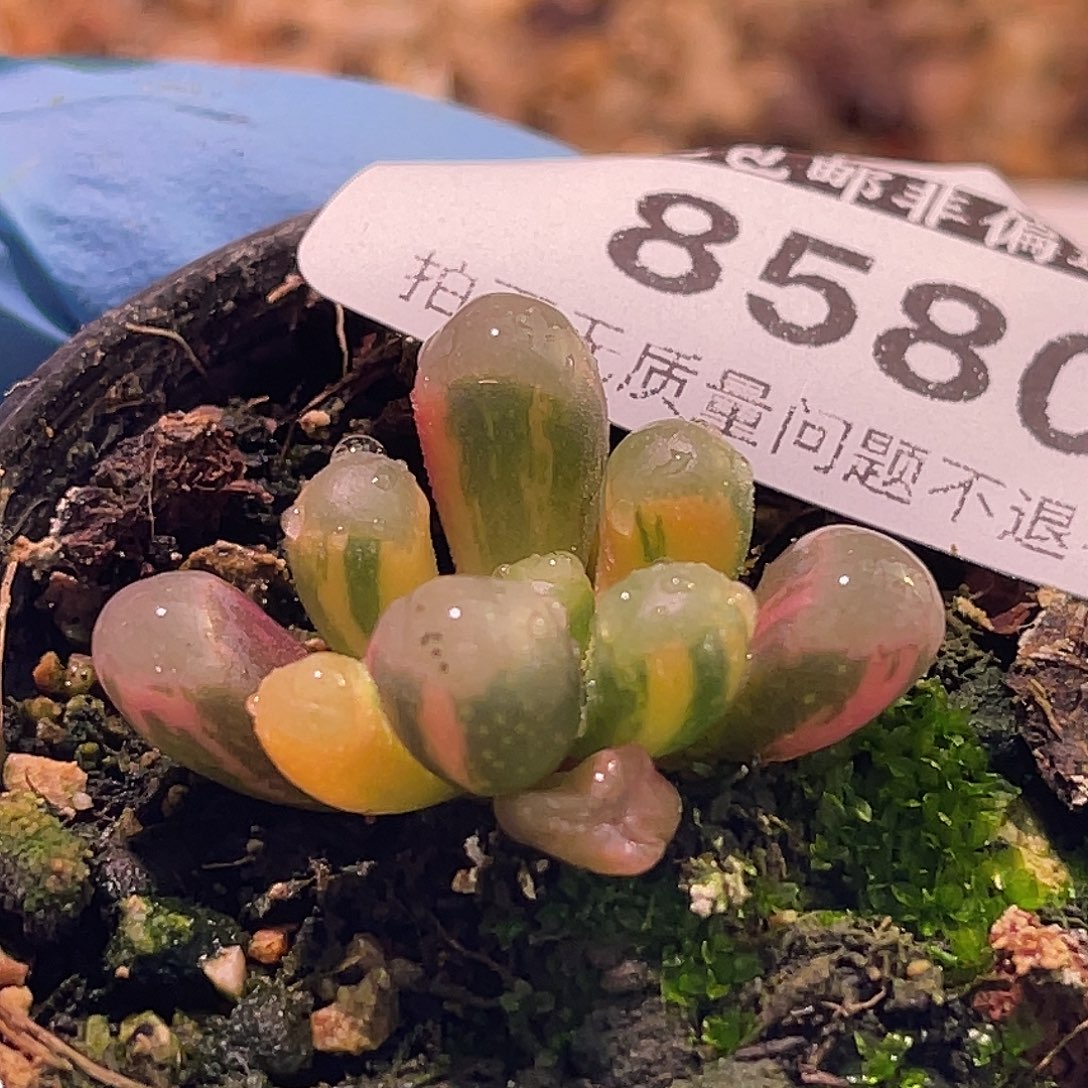 尚品园艺福利锦8580