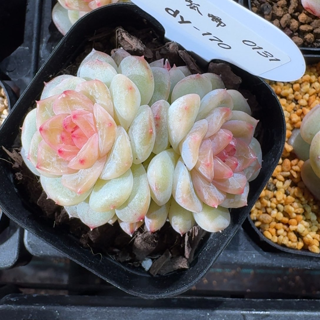 0131-0170-荔枝双头