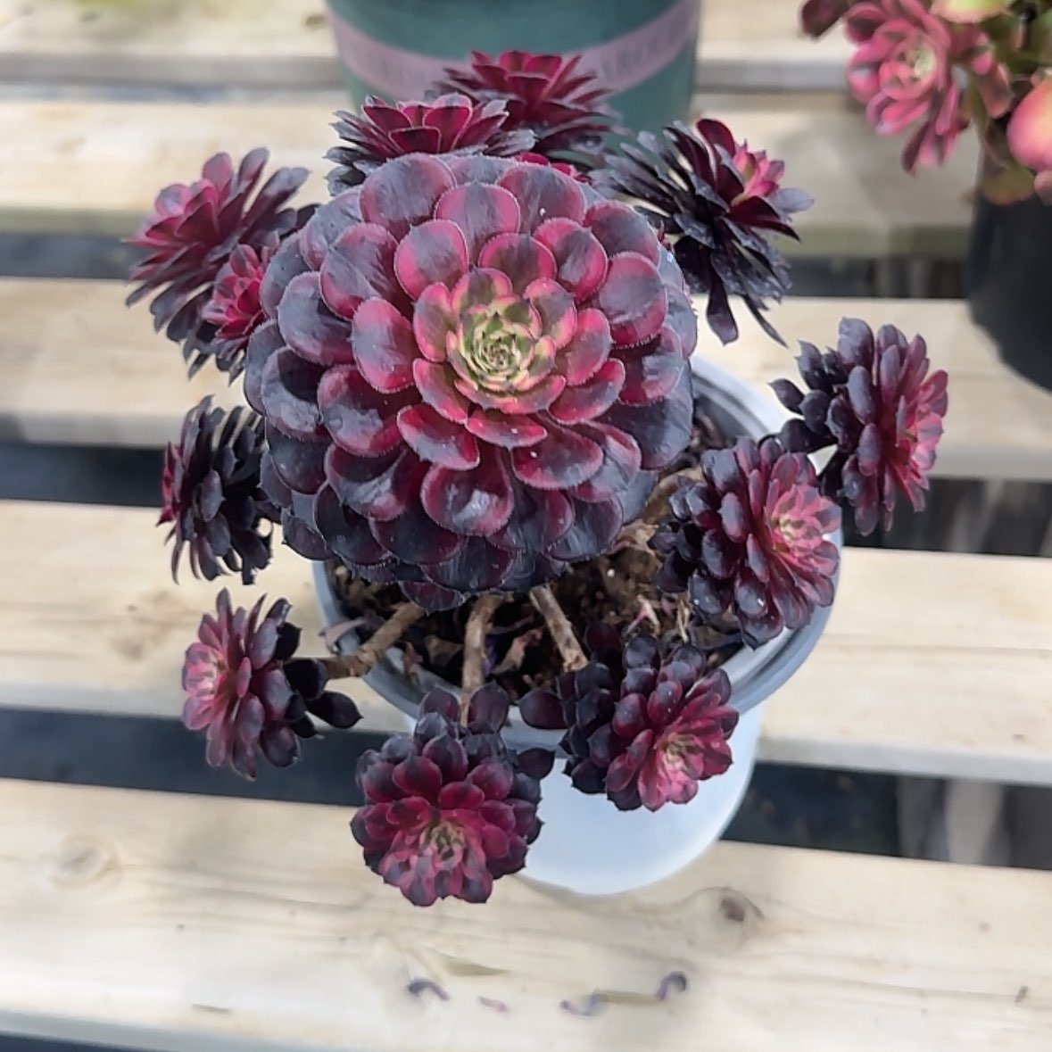 【闪购商品】法师多肉