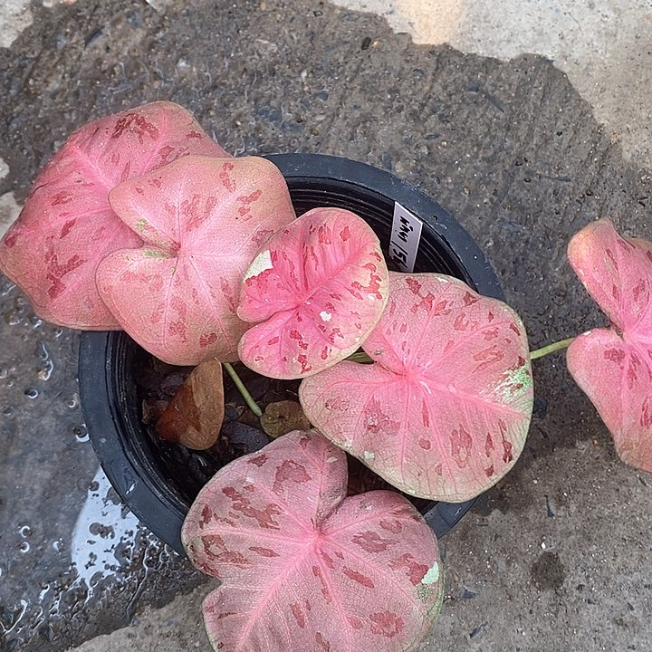 泰国彩叶 02-0203