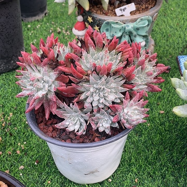 白雪老桩福利粗桩