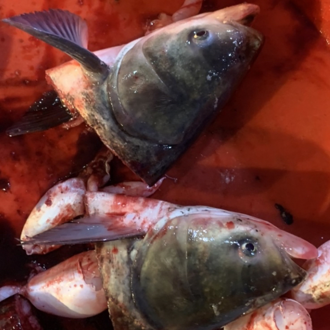 池州胖头花鲢鱼头去鳃速冻顺丰发货十斤1-2-3-4个随机发