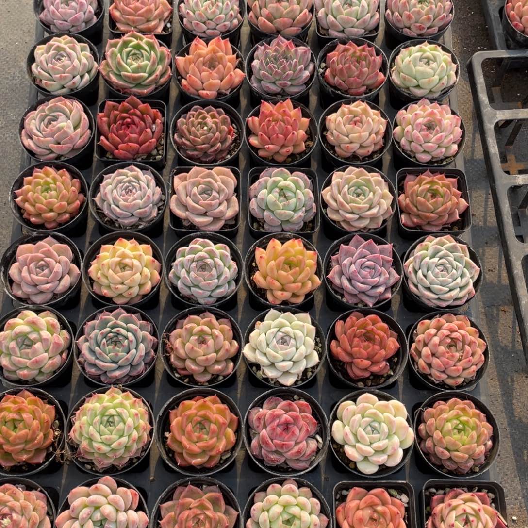 一物一拍48颗11-123