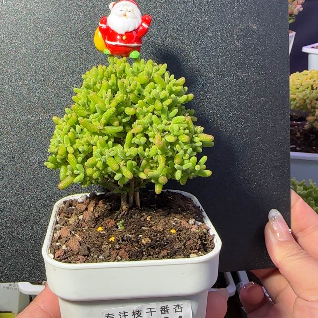 dy0604蜜橘圣诞树冠服7cm