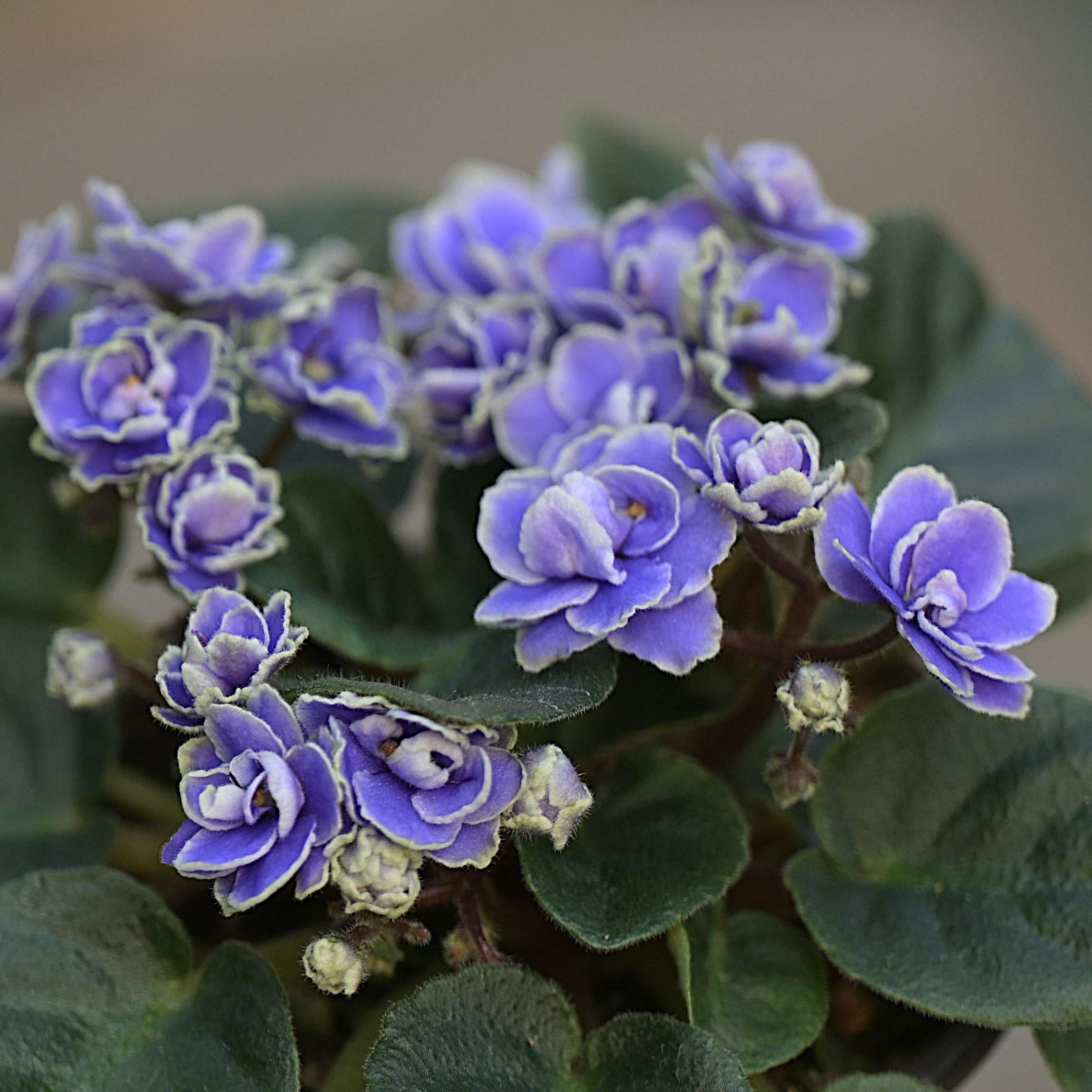 惊雷 迷你堇7.5cm盆 非洲堇紫罗兰  室内四季开花 多年生常绿草本