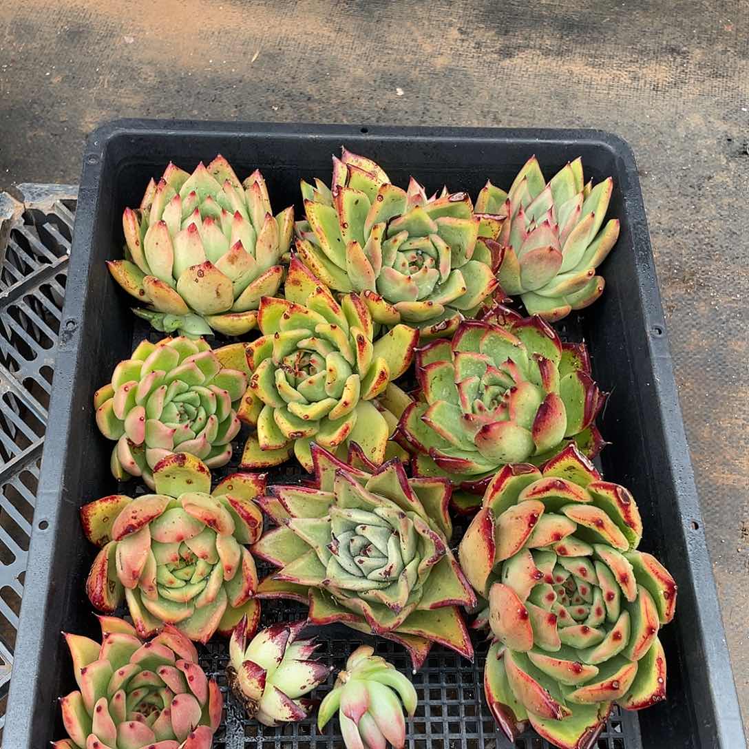 若如东云组拍831