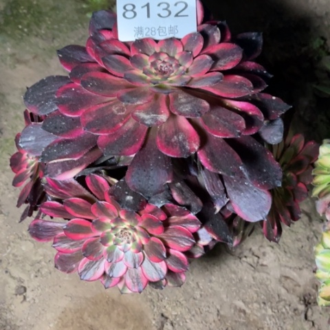 烟花多肉多肉8132