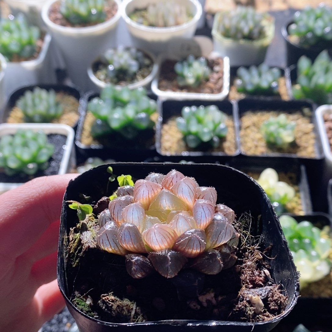 状态款洛神玉露多肉植物