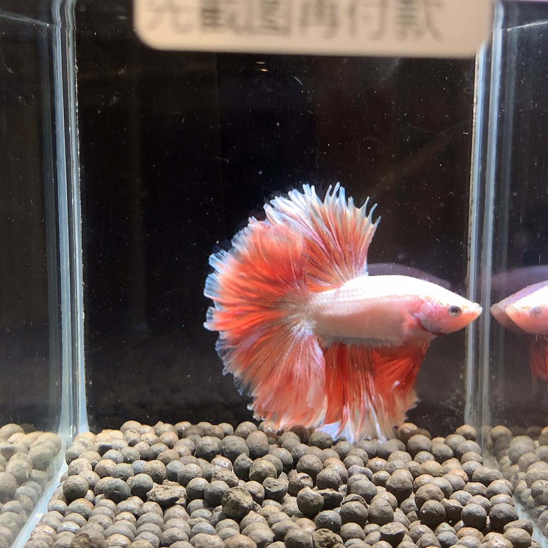 婉****斗鱼七弟泰国斗鱼38