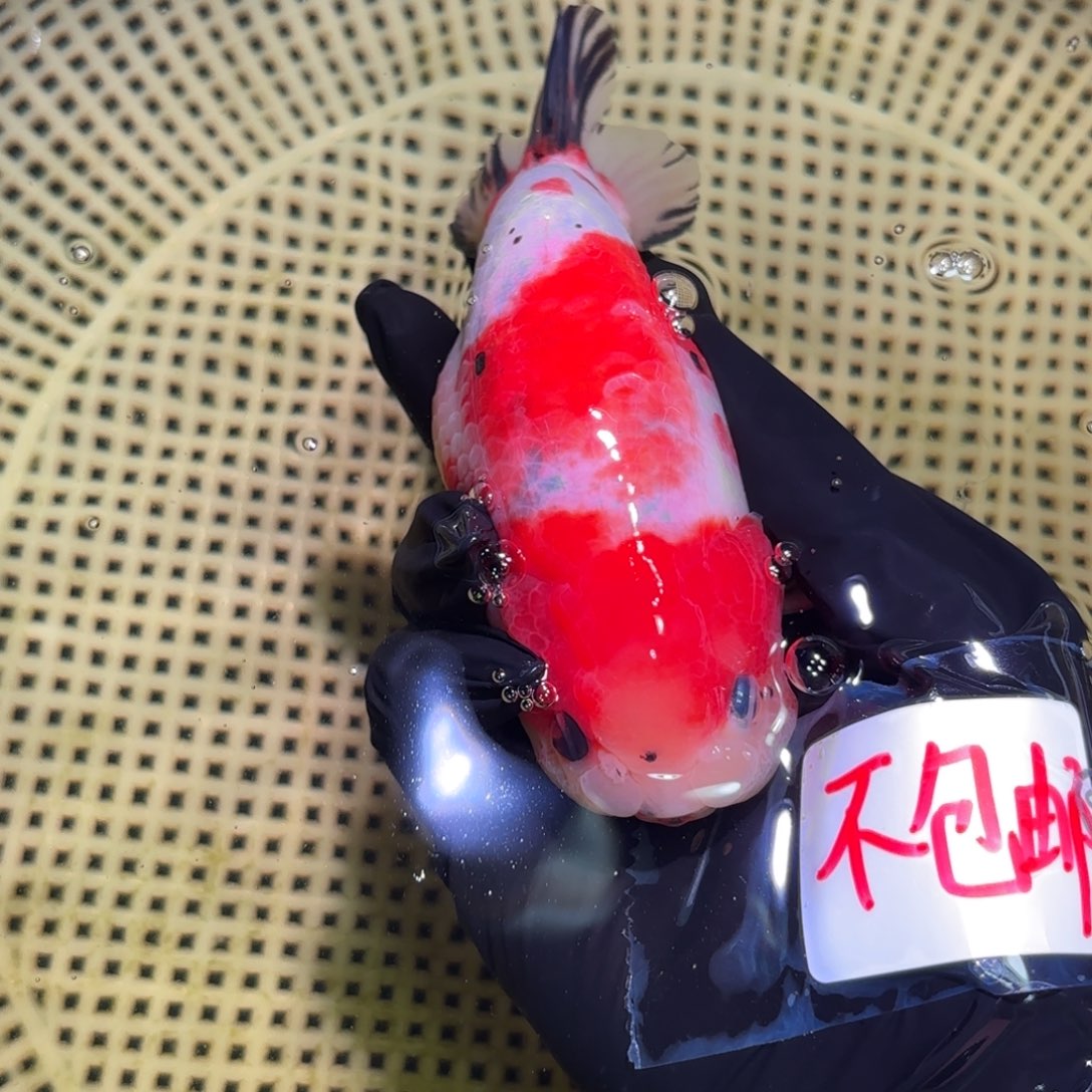 金鱼萝*特顺丰到付运费自理