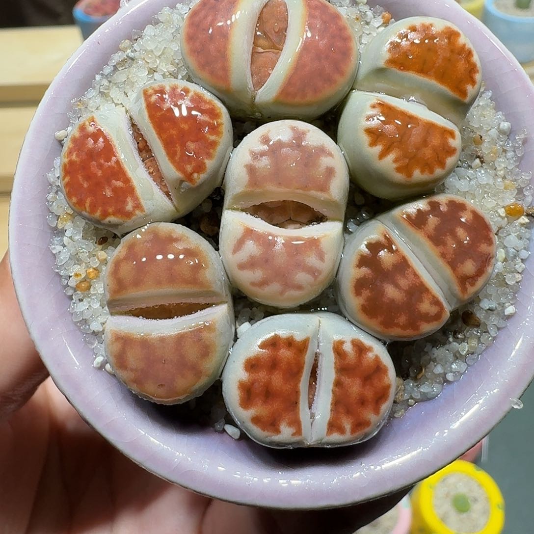 红陶蘑菇485红窗