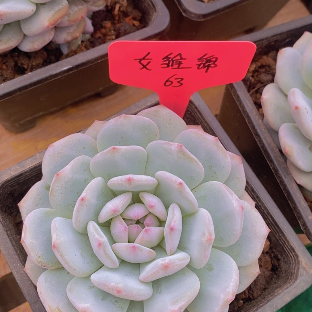 开心多肉，一物一拍，3单包邮