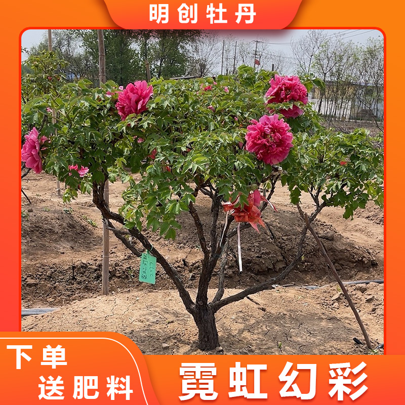 【霓虹幻彩独杆】地径8公分精品老桩红色独杆牡丹树 