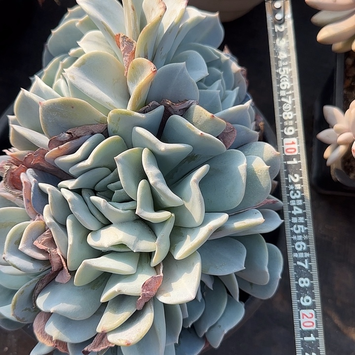 雪特678 多肉植物一物一拍