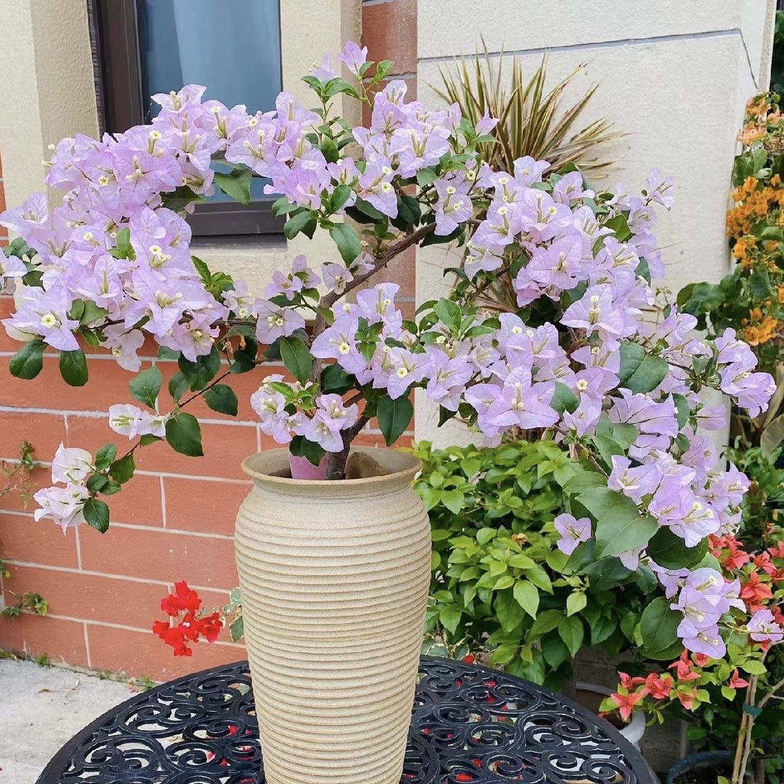 丽娜 三角梅 大苗三角梅好养活花卉绿植源头基地  不带花