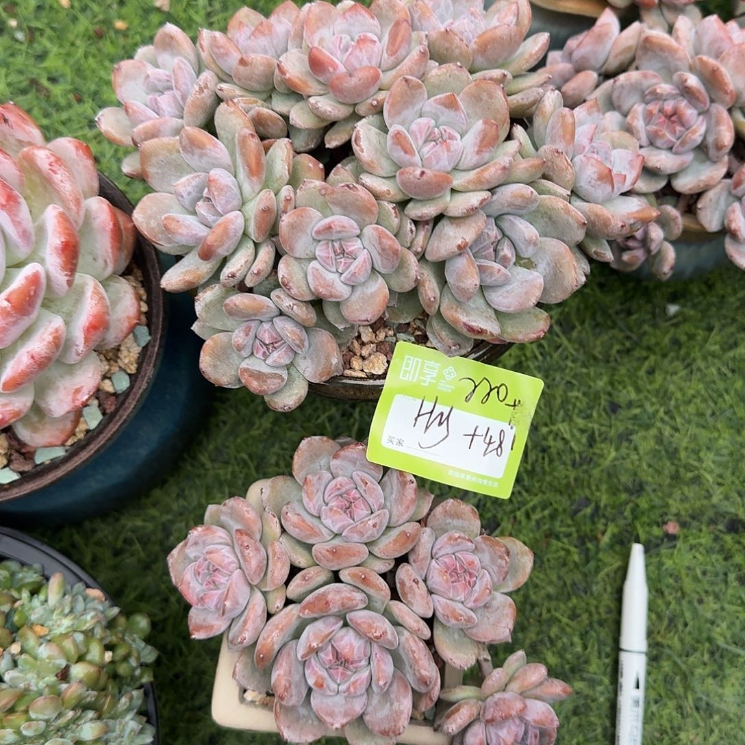 H***e小脸绿体石榴仔群生带盆