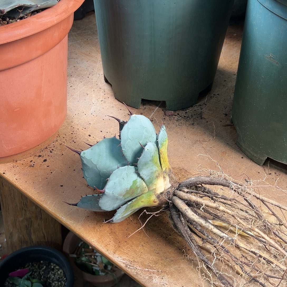 多肉植物福克斯龙舌兰