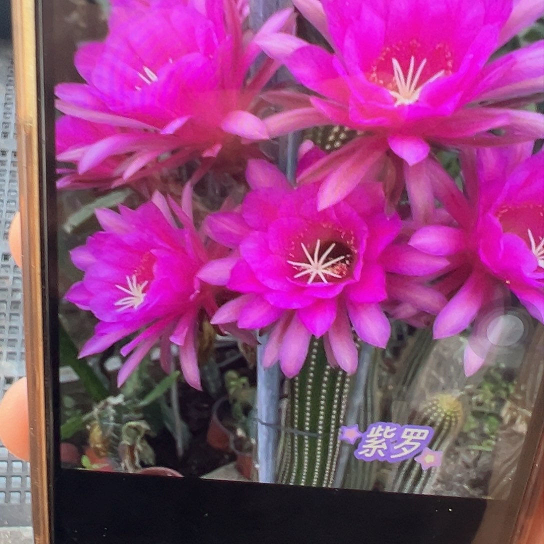 金妞 紫罗 侧芽 满25米包邮