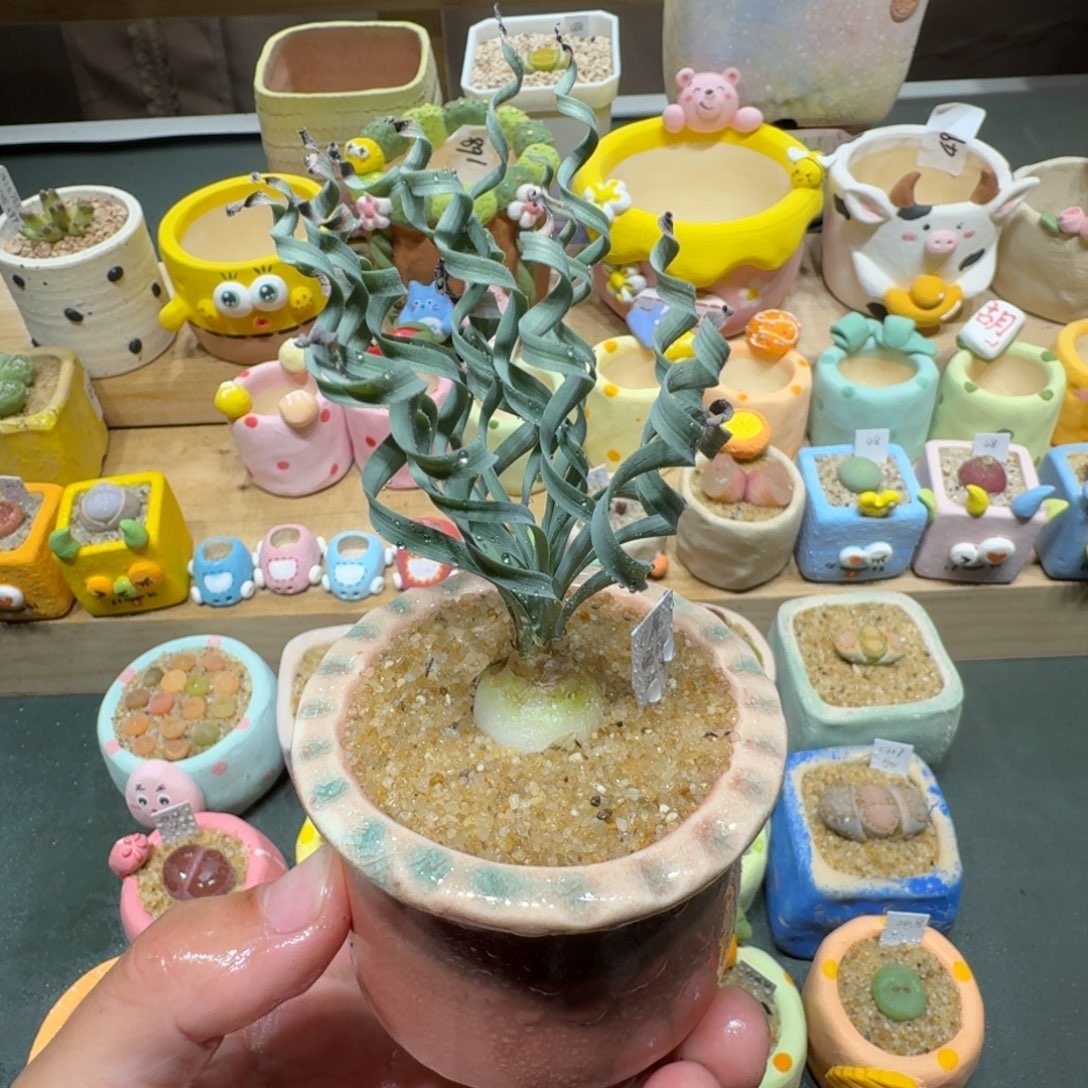 红陶蘑菇297宽叶弹簧草