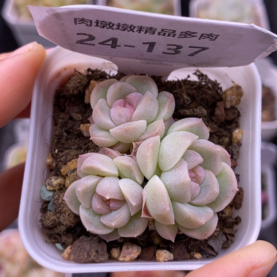 【闪购商品】24-137蜡像