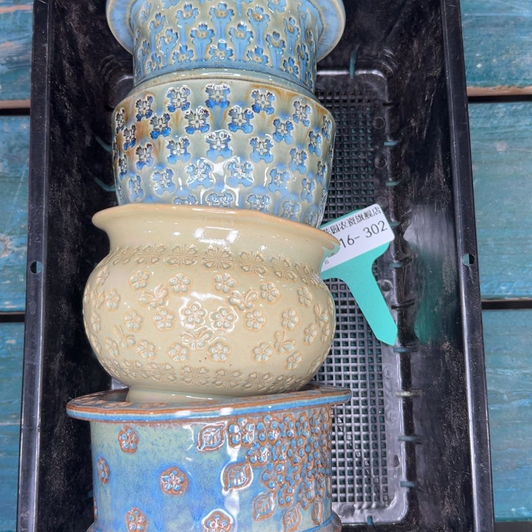 多肉精选编号0116.302