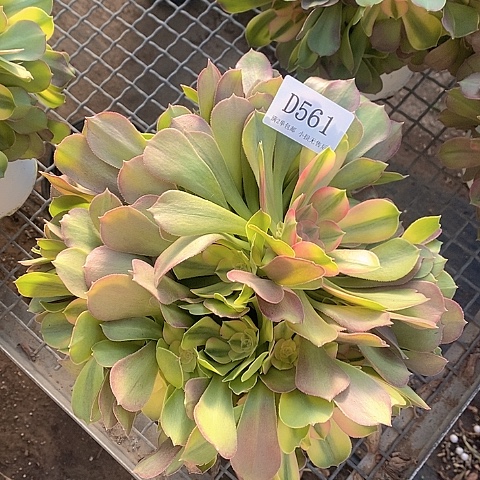 561雅典娜多肉法师锦