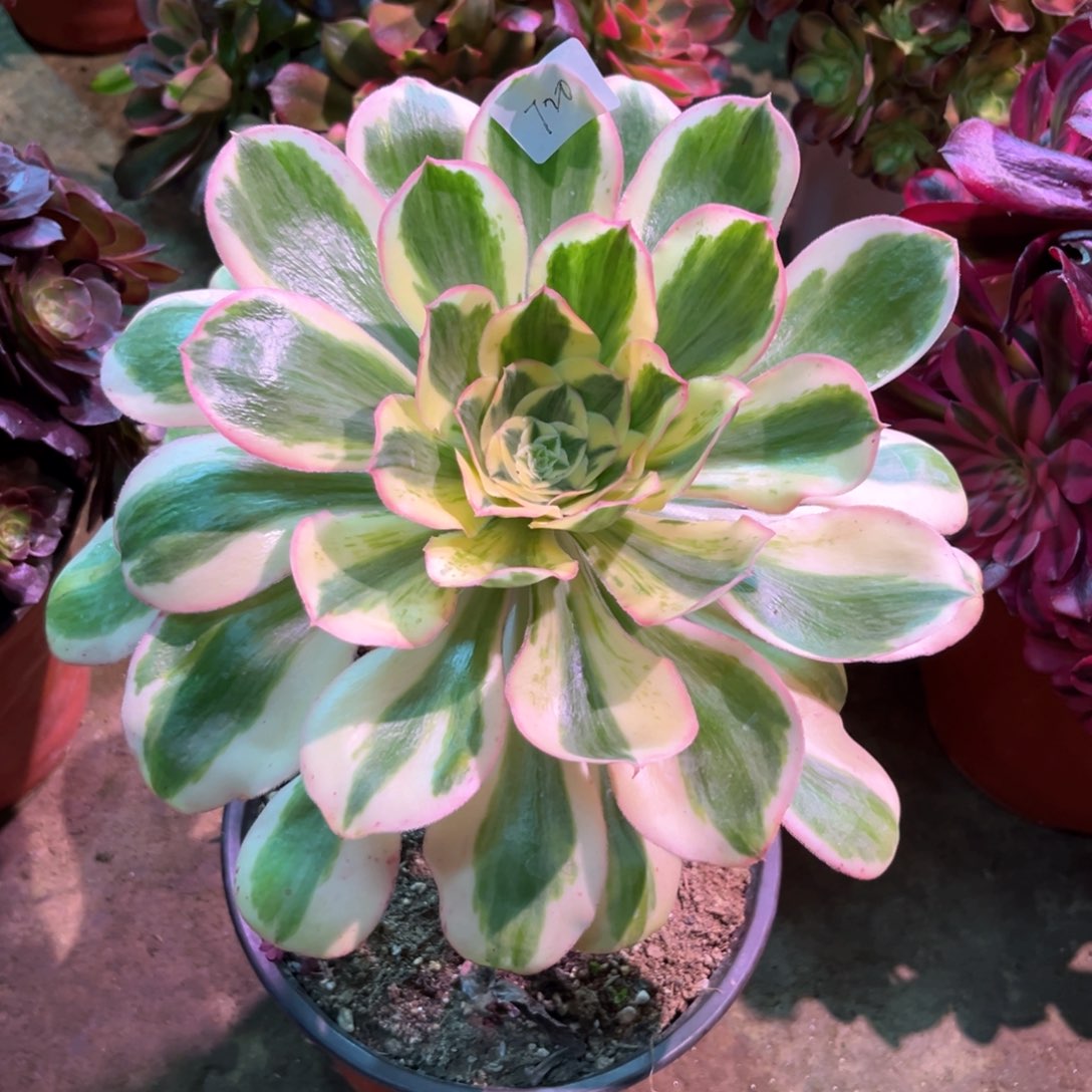 多肉植物燕姿720