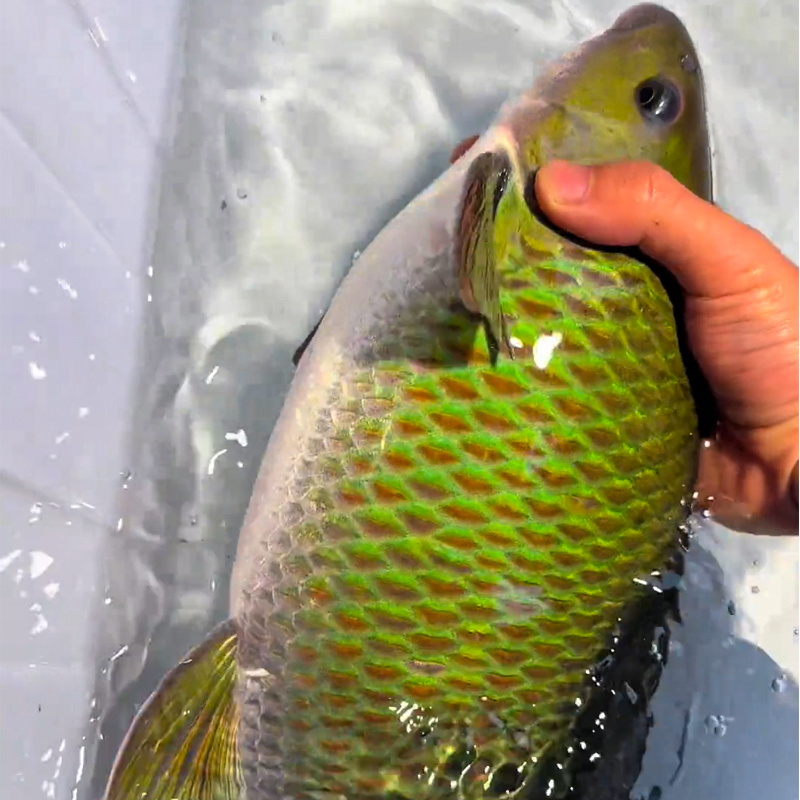 青龙棒学名华鲮淡水养殖食用鱼观赏均可