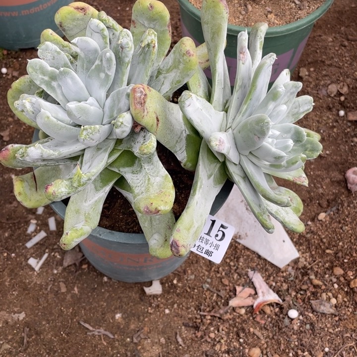 吾*915号拇指多肉植物