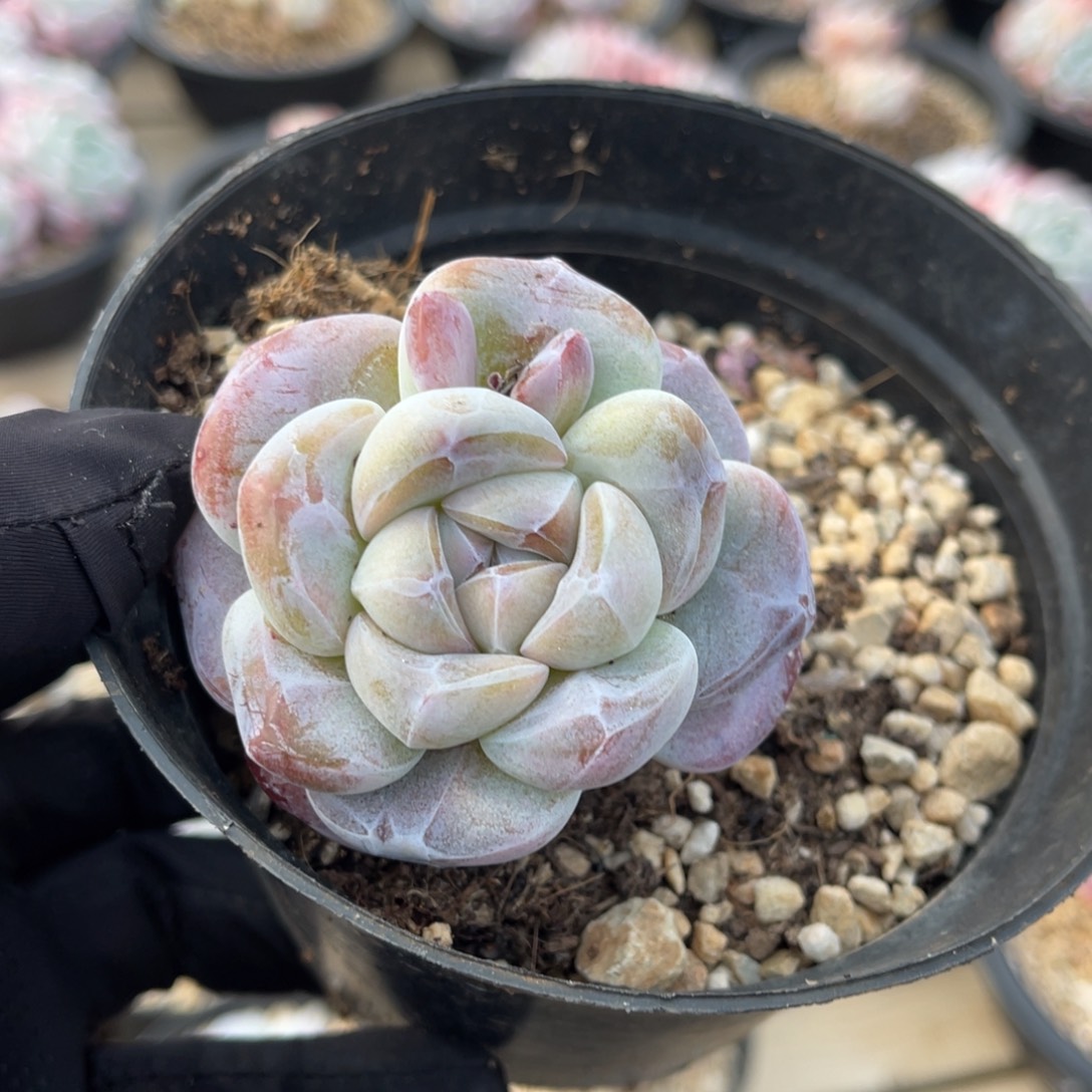 粗腿冰玉满68包邮