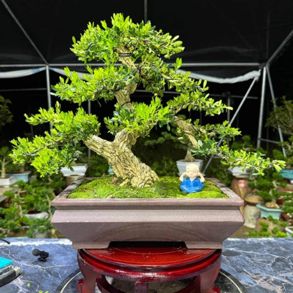 广东皱皮雀舌黄杨盆景