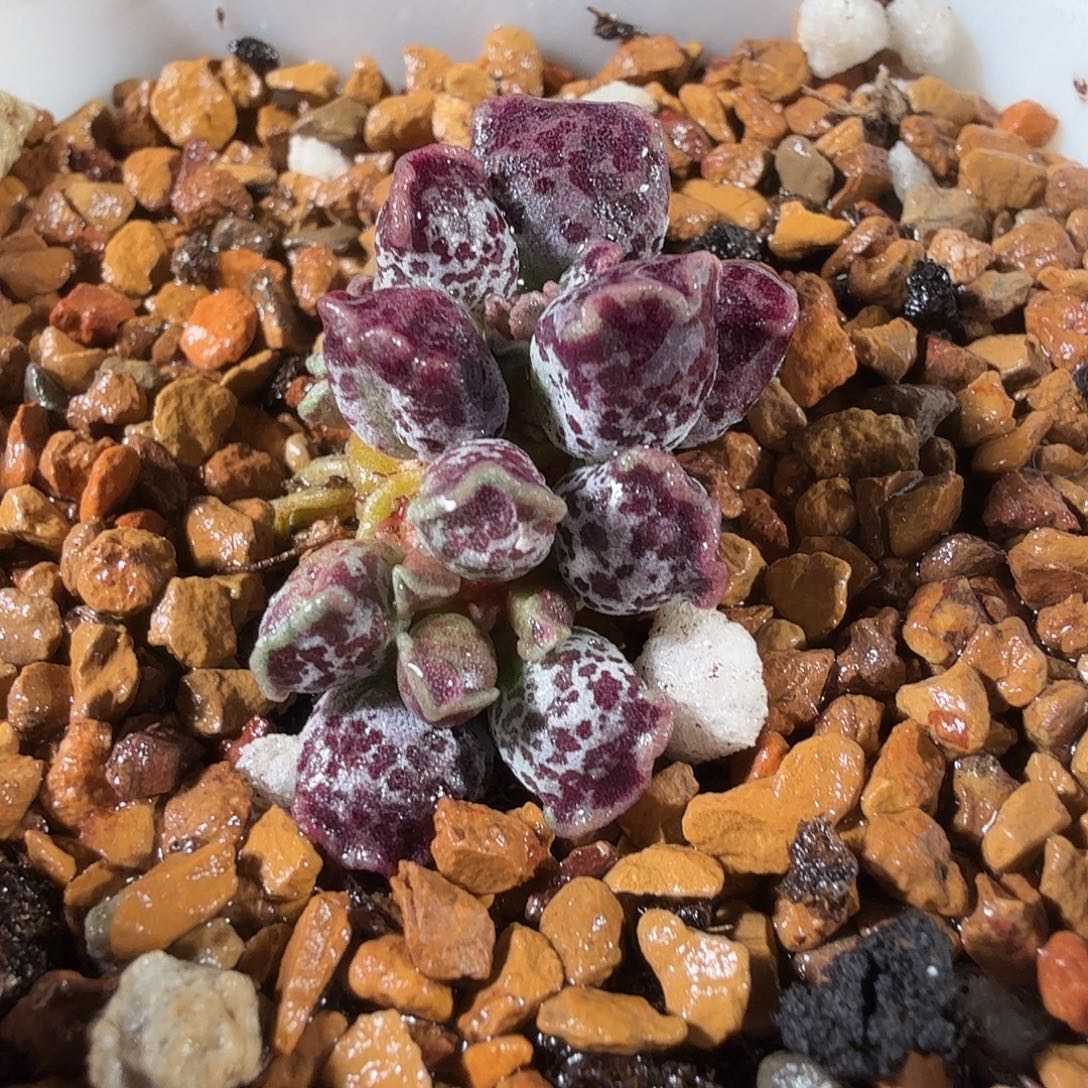 陈***皮达摩海豹             