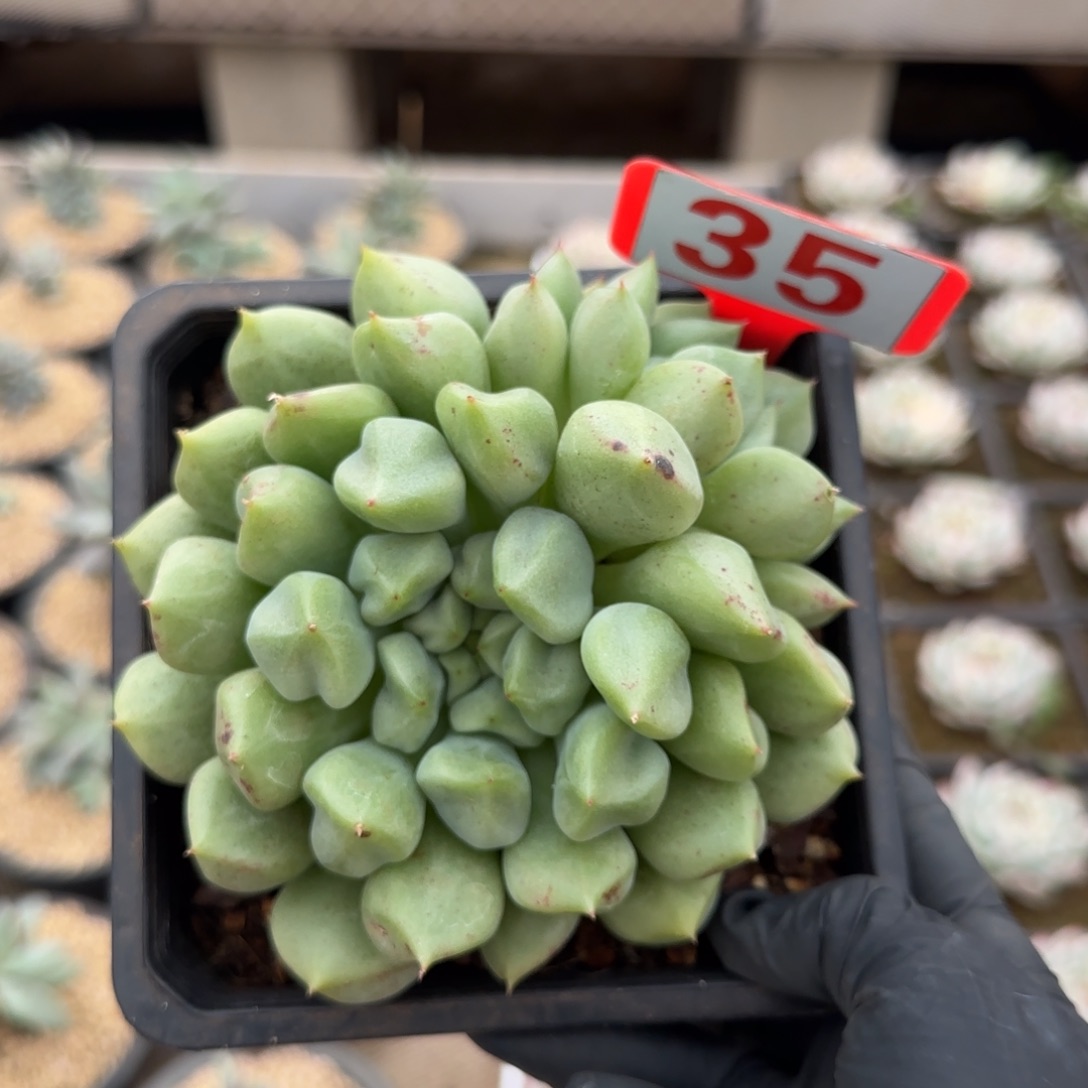 35。   丘比特之箭多肉