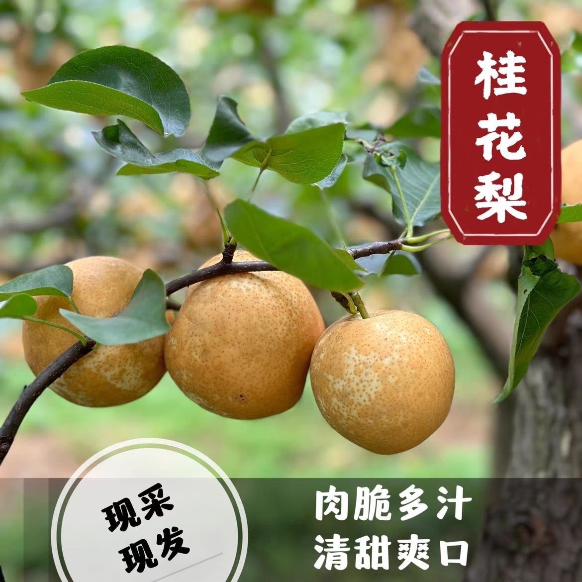 贵州桂花梨时令直发黄金梨新鲜水果梨子皮薄肉厚脆甜多汁应季水果