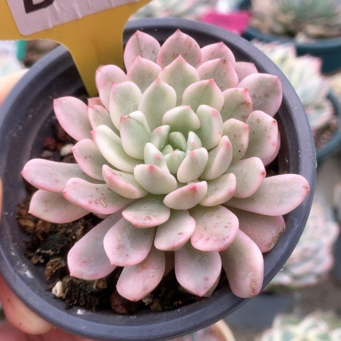 192红宝石锦锦锦锦锦