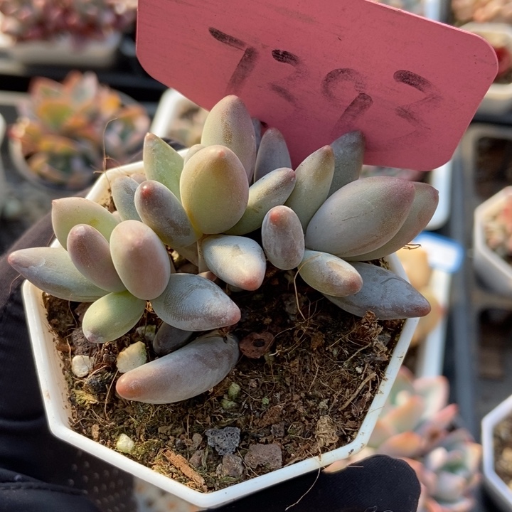 7393白兰地多肉植物保护