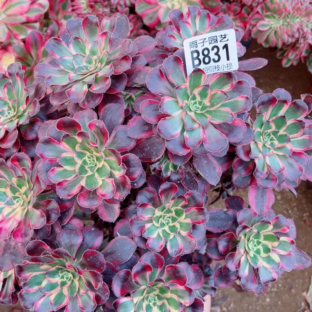 丽娜多肉植物831号
